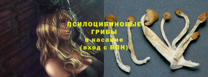 Галлюциногенные грибы Magic Shrooms  сколько стоит  блэк спрут зеркало  Горячий Ключ 